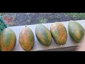 Harvesting Ripe & Sweet Papaya fresh from the Farm #trending #asmr