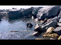 2 Hours of Gentle Ocean Waves Crashing on Beach Rocks - Relaxing Sounds