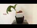 CARA MEMINDAHKAN BONSAI KELAPA DARI MEDIA AIR KE MEDIA TANAH