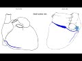 Coronary circulation | Blood supply of the heart | easy explanation with images | redmedbd