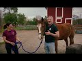 Dr. Doug Salsa dances with Rescue horse and helps with Arthritic Pain ~ (Animal Chiropractic)