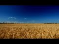 60minutes2relax - Golden Wheat Field