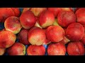 cu ld ripe nectarines in market venice italy hilgtlfhmx  D