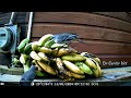 Something ate my Bananas | Trailcam | Leptospirosis #veterinary #dog #podcast