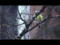 Blue tit bird on a branch - Video clip 4K