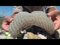 Cactus Eating -Desert Survival- Food & Water