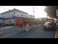 Budweiser Clydesdale's