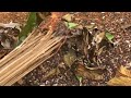 Mushroom harvest and (Red Ant)