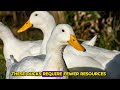 The Surprising Secrets of Pekin Duck Raising | Pekin duckling | Jumbo Peking duckling | @PetsGrove