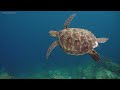 Under Red Sea 4K Ultra HD 🐠 Beautiful Coral Reef Fish in Aquarium, Sea Animals for Relaxation #7