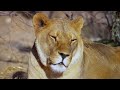 African Safari 4K | Scenic Wildlife Film With African Music