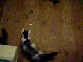 4 Kittens vs Laser Pointer
