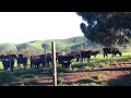 Dogs barking at cows