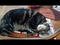 2023 08 25 sweet snoring cat