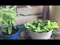 Coleus mix flowers 🌸 🌺 || creative plants arrangement || rare perineal beautiful garden 🪴