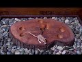 Cat TV: Tiny Mouse Popping Up and Hide & Seek Fun through Wood Stem Holes for cats to watch 4k