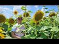 토론토핫플 행운을 불러오는 해바라기 농장  / Sunflower Fields of Markham