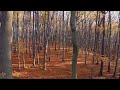 Relaxing piano music for stress relief, autumn nature 🍂 Autumn leaves and forest #2