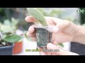 호야 꽃 피우는 방법 총정리 2탄 | 분갈이팁 | 번식법 | 물주기