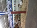 Cows at fair