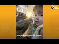 Baby Owl Goes Everywhere With Her Family | The Dodo