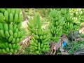 TIPS TAMANG PAGHARVEST NG SAGING #lakatanfarm #bananafarm