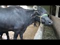 4 గేదెలను కోల్పోయా buffalo dairy farm In telugu@MalleshAdla