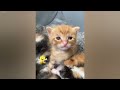 Funniest Cats And Dogs Videos 2024 🤣New Funny Animals videos 🐾