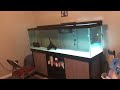 I Finally got my dream aquarium!!! Introducing one of my NEW Fish!