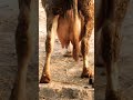show quality hf cow at Goraya dairy farm 30+ #hfcow #cowfarming #dairyfarm #shortvideo #viral