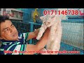 Dog And Cat price in Bangladesh 2023 | Katabon Animal market in Bangladesh | Cat price in BD