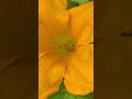 Ants in squash flower