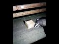 Baby badger at the peanut box