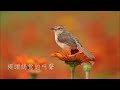 【天籟鳥音~褐頭鷦鶯】15分鐘(15 minutes) 褐頭鷦鶯的叫聲/Sound of Prinia inornata.