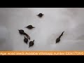 How to germinate Agar wood seeds in pakistan/@LoveforGarden @ARVideoChannel @Multan Tv