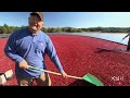 Oregon’s ‘Napa Valley’ Of Cranberry Farming | Oregon Field Guide