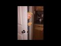 [ASMR]  Donald Trump hides in my pantry while eating graham crackers