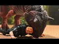 Carnotaurus Snack: Jurassic Park Stop Motion