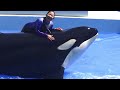 【西日本唯一】オルカパフォーマンス　神戸須磨シーワールド　シャチ　Orca Performance - Kobe Suma SeaWorld - June 2024