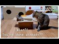 【捨て猫】たまには ニャンプロぐらいしちゃうよね～!?😸💥 Cats are playing cutely!!😺💕