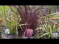 Barton Grange Garden Centre Tour