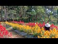 Taman Bunga di Magelang 2019