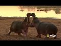 Warthogs, Hippos, Badgers (Full Episode) | Animal Fight Night