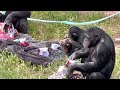 Chimpanzee Birthday at Monarto Floyd turns 44