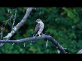 Cooper's Hawk