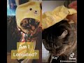 Oscar the Cat is all trusseled                          Pls Subscribe, Like & Comment