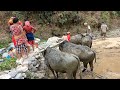 Oragnic Himalayan Nepali village life || peaceful and relaxing traditional village lifestyle||Unseen