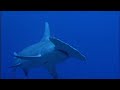 Mating Gray Reef Sharks