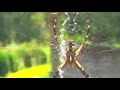 🌹🕷🕸Fall Blessings of  Beneficial Insects🙏10 facts  Golden & Black Garden Spider Web - Zig Zag Webb