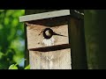 Ciekawski mały szpak w budce (Sturnus vulgaris), Dolina Służewiecka (4K)